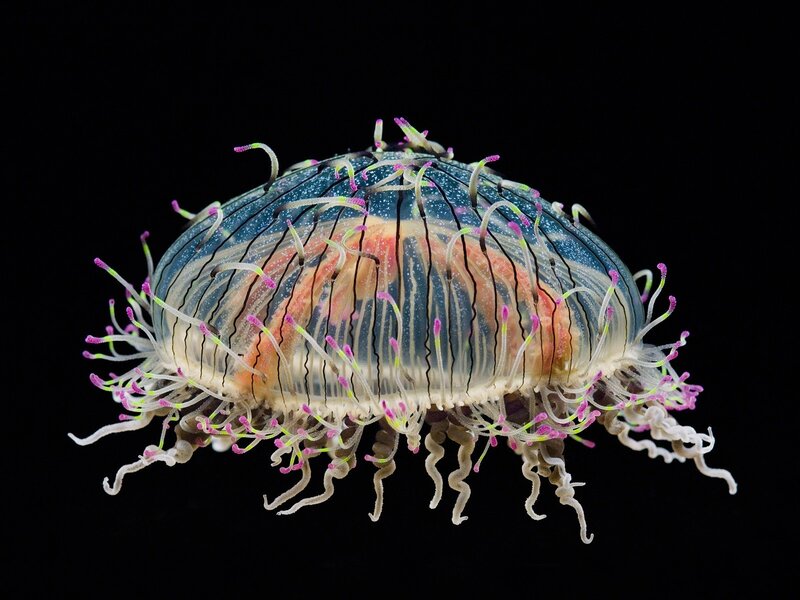 Translucent Jellyfish — Blue, Dramatic, Photograph, Tentacles, Bioluminescence, Dark Background