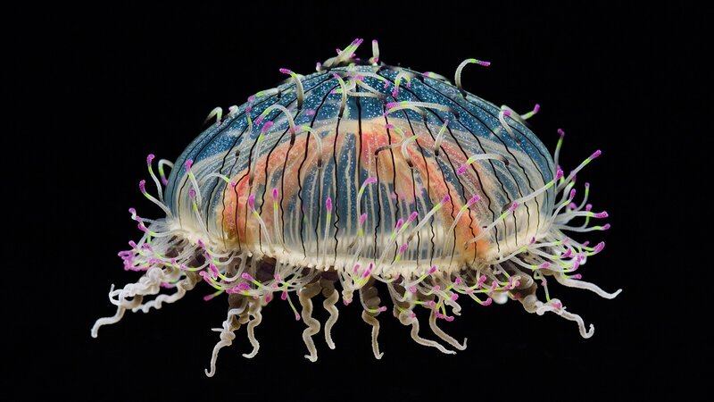 Translucent Jellyfish — Blue, Dramatic, Photograph, Tentacles, Bioluminescence