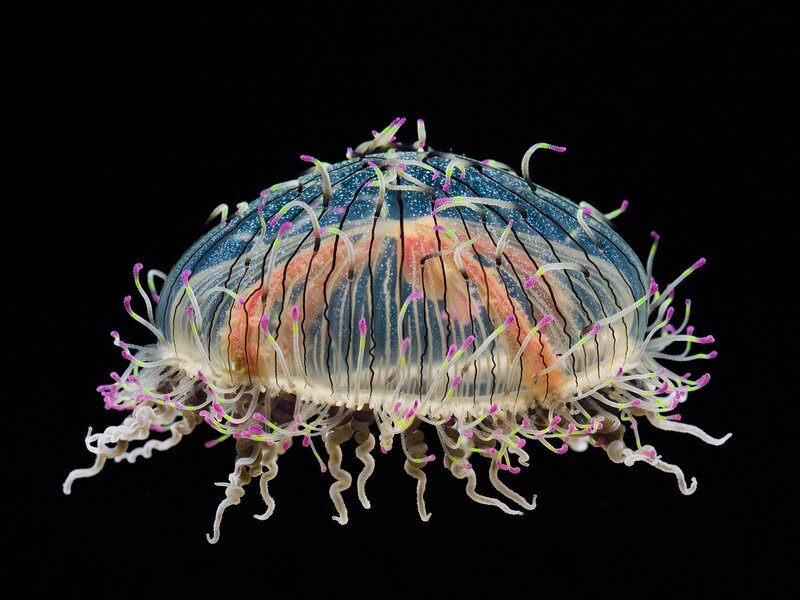 Translucent Jellyfish — Blue, Dramatic, Photograph, Tentacles, Stripes