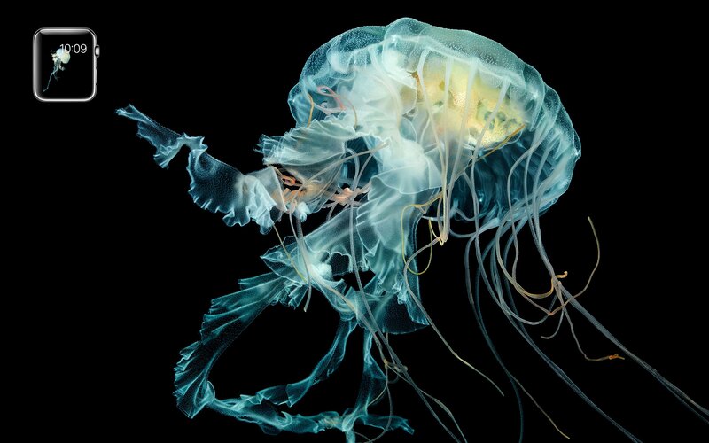 Translucent Jellyfish — Blue, Dramatic