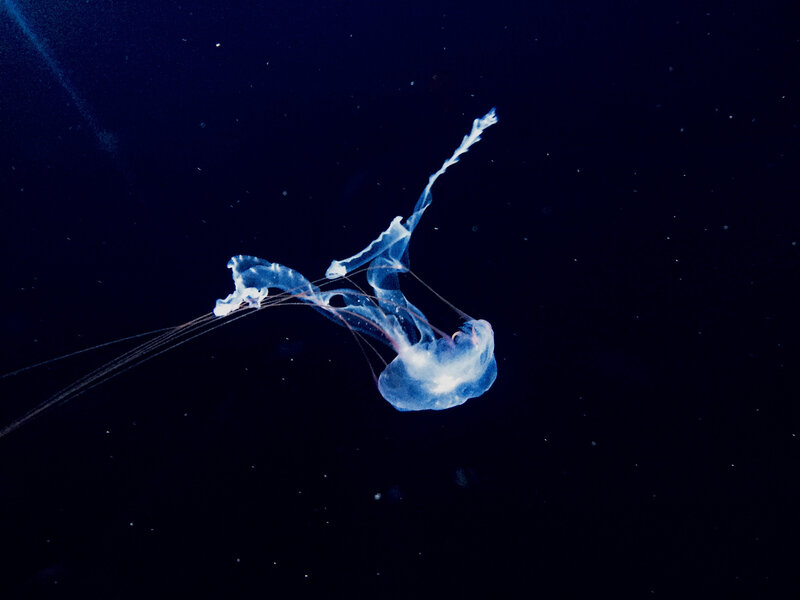 Translucent Jellyfish — Blue, Serene, Night, Photograph, Tentacles