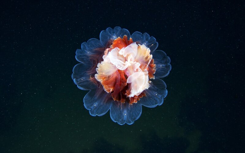 Translucent Jellyfish — Blue, Serene