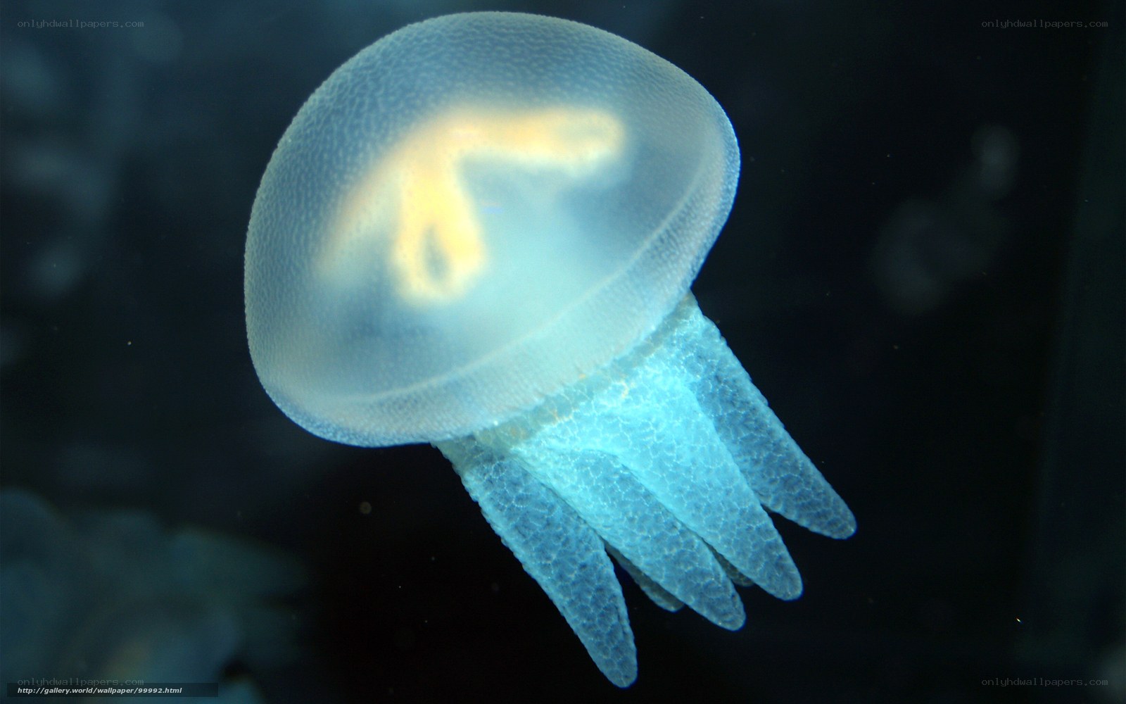 Translucent jellyfish in dark water