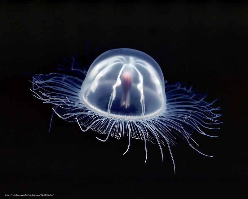 Translucent jellyfish in darkness