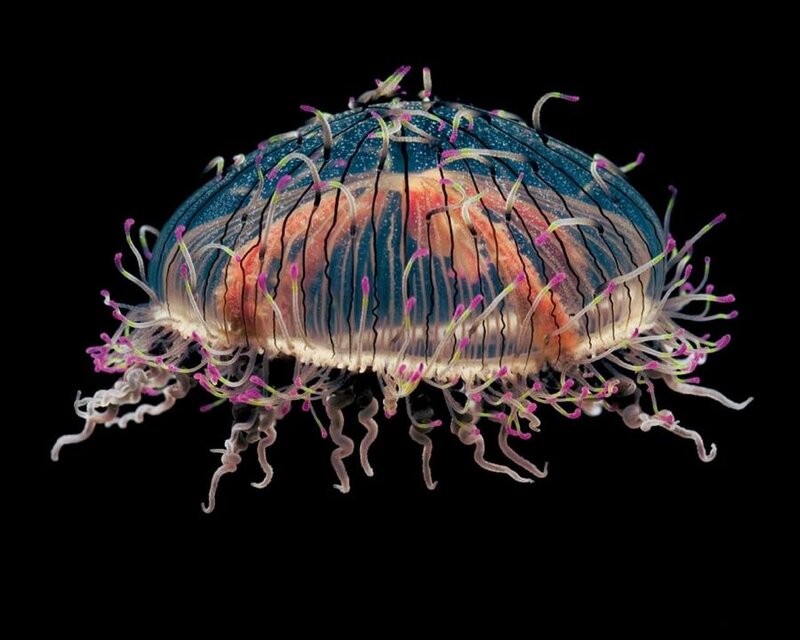 Translucent Jellyfish