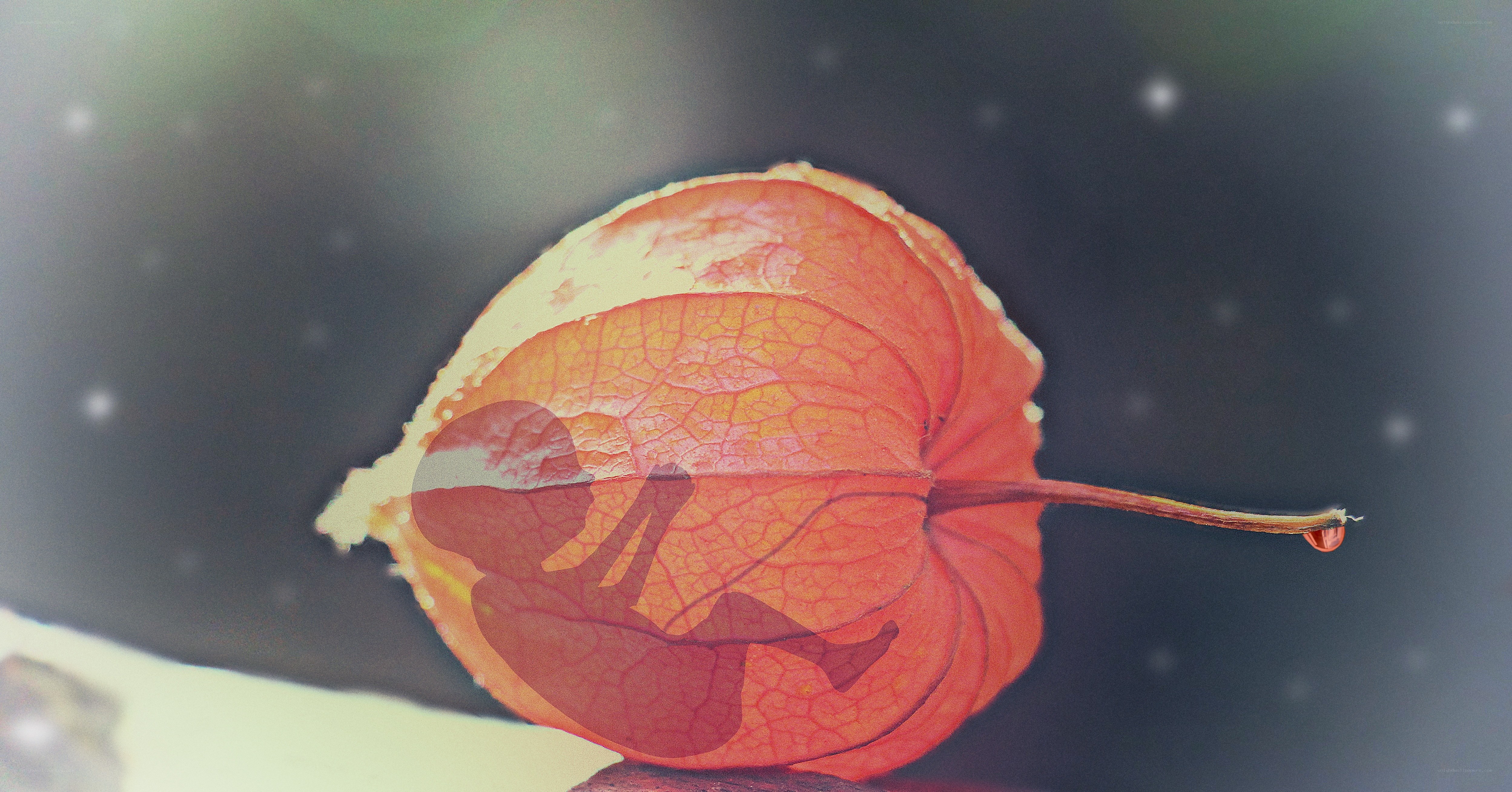 Translucent lantern fruit with water droplet