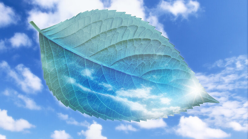 Translucent leaf against blue sky