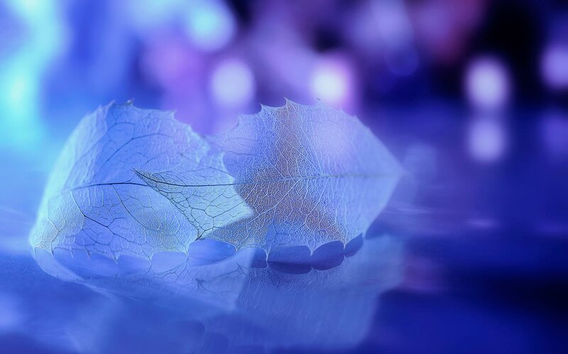 Translucent Leaf on Water — Blue, Serene