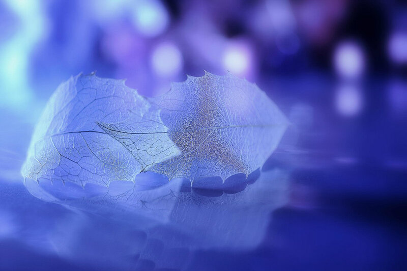 Translucent Leaf on Water — Blue