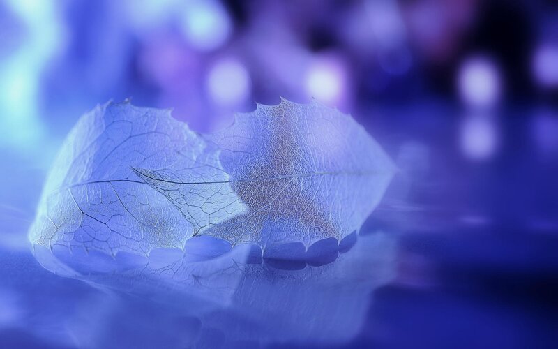 Translucent Leaf on Water