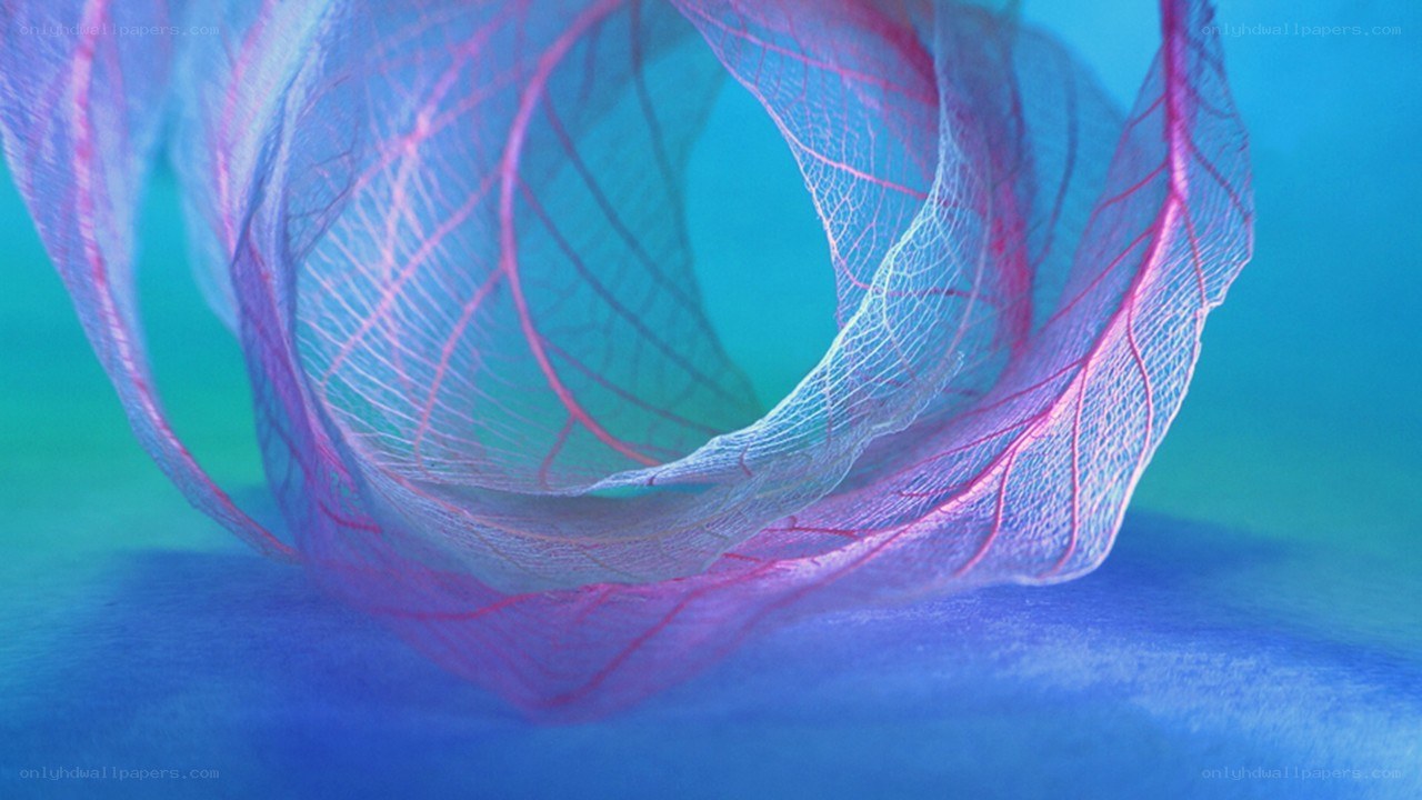 Translucent leaf skeleton in blue light