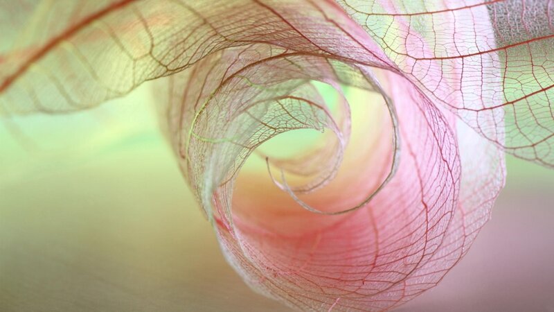 Translucent Leaf Skeleton — Pink, Serene