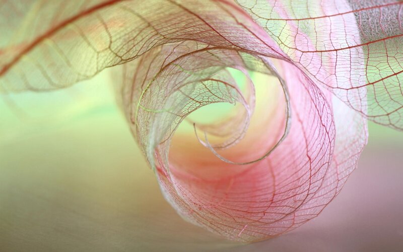 Translucent Leaf Skeleton — Pink