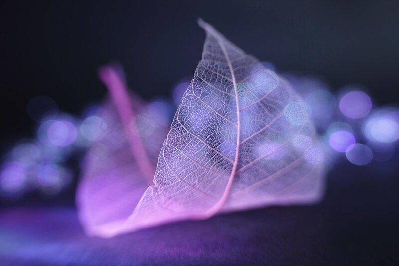 Translucent Leaf Skeleton — Purple, Serene