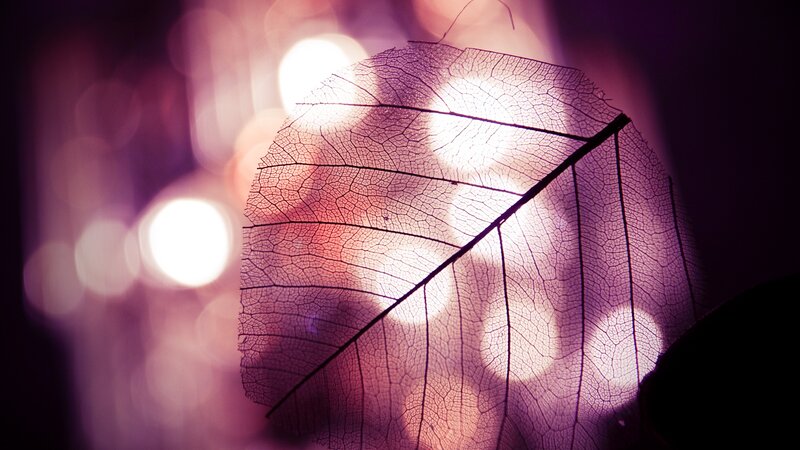 Translucent Leaf Skeleton — Purple