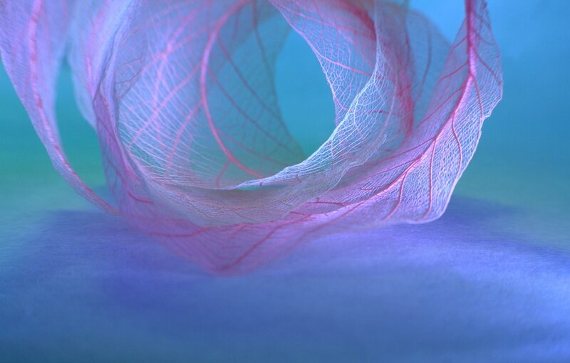 Translucent Leaf Skeleton
