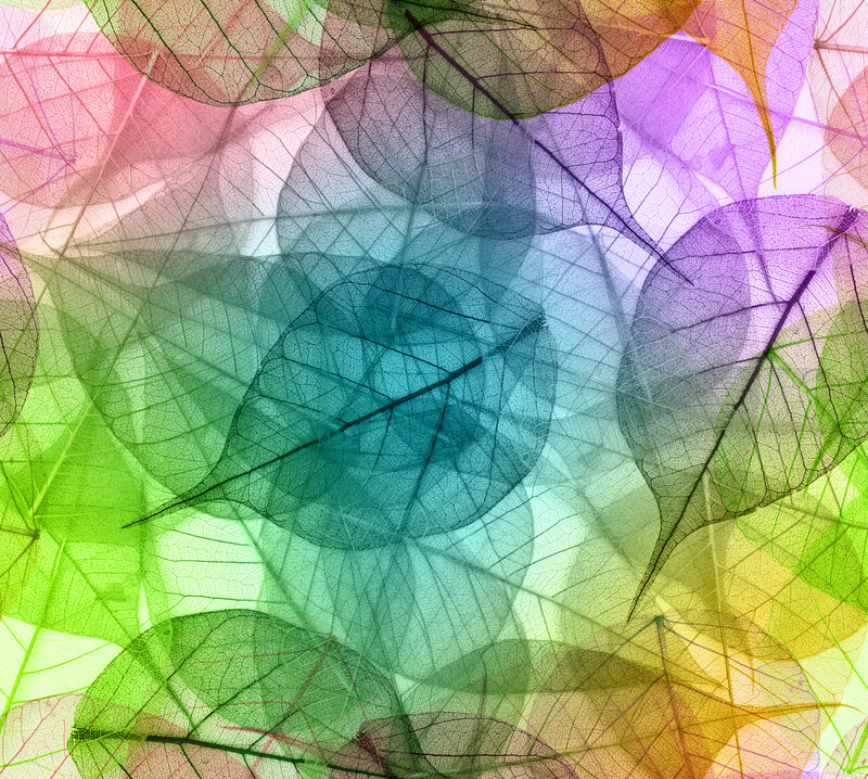 Translucent Leaf Skeletons — Green