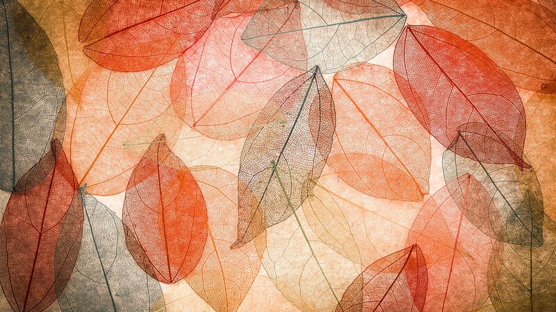 Translucent Leaf Skeletons — Orange