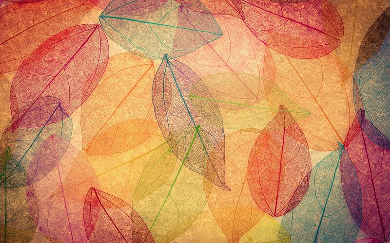 Translucent Leaf Skeletons — Red, Calm