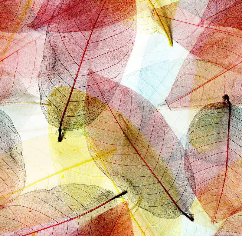 Translucent Leaf Skeletons — Red