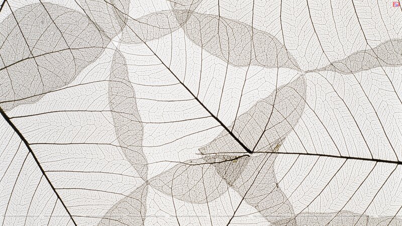 Translucent leaf skeletons