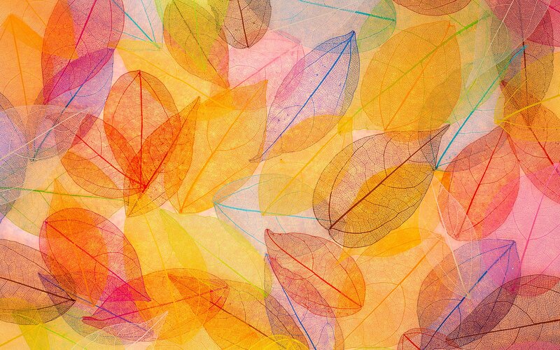 Translucent Leaf Skeletons — Yellow