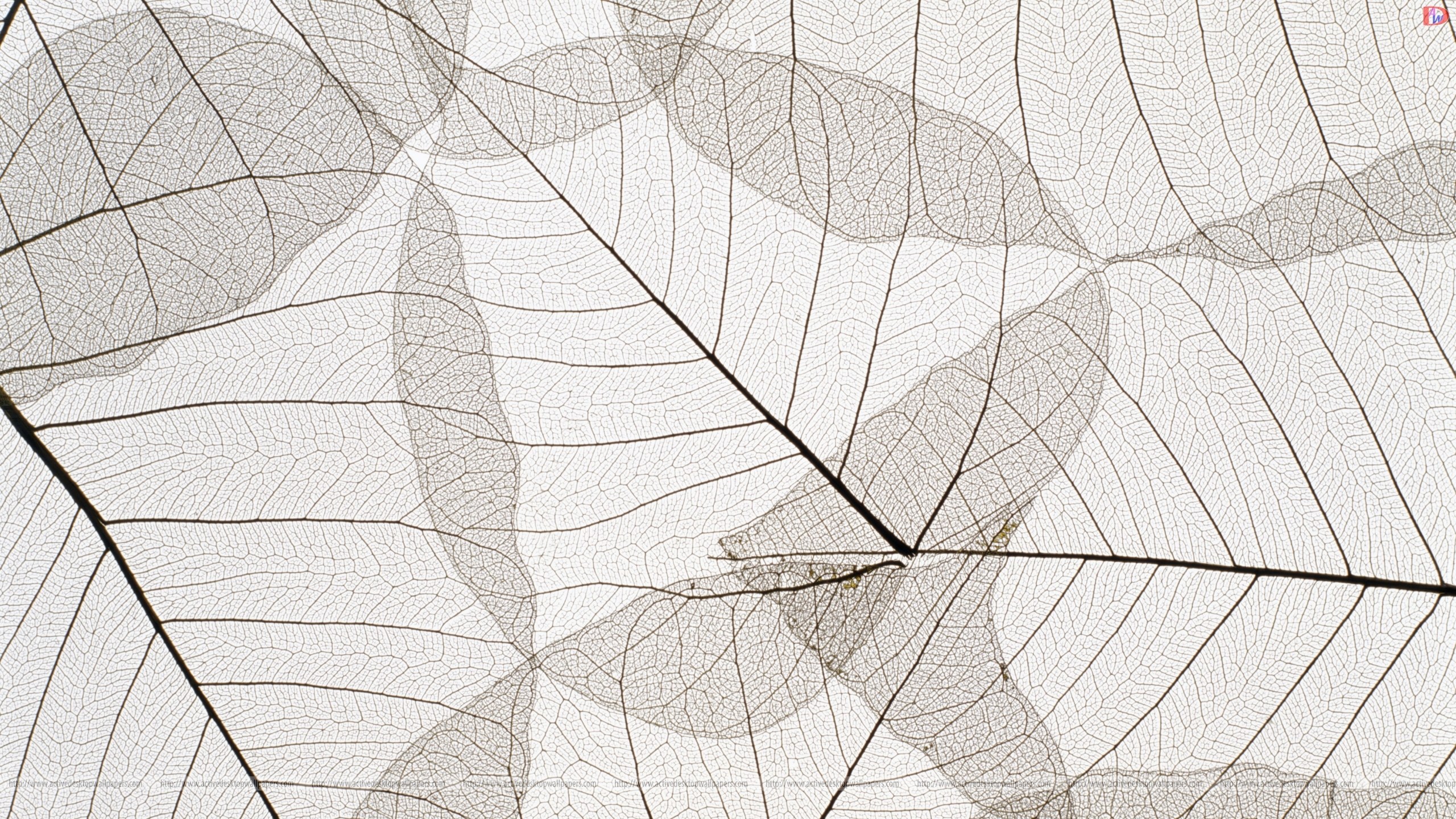 Translucent leaf skeletons