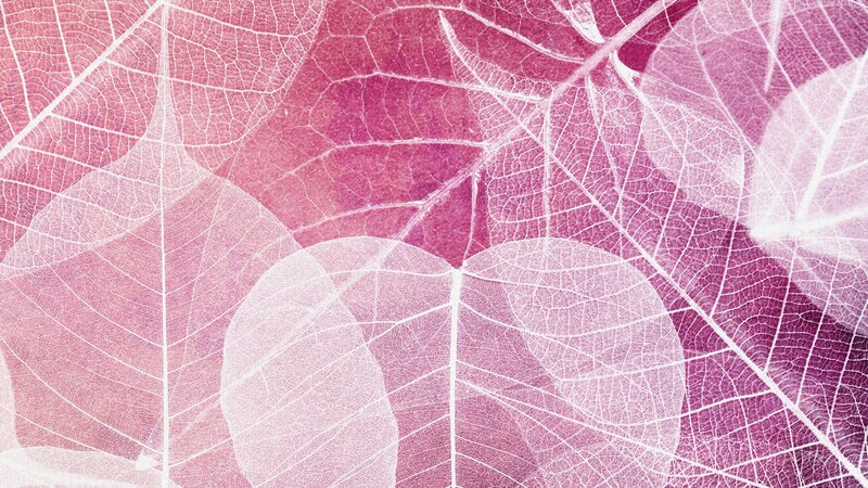 Translucent Leaf Veins — Pink, Calm