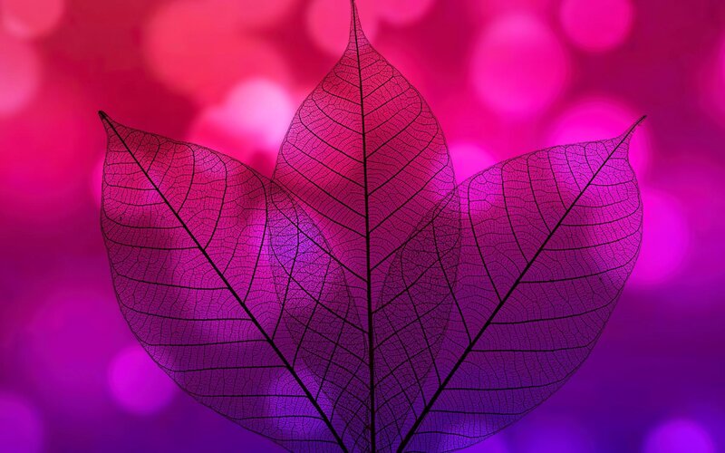 Translucent Leaf Veins — Pink, Dreamy