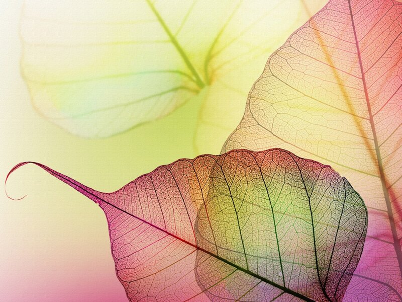 Translucent Leaf Veins — Pink, Serene