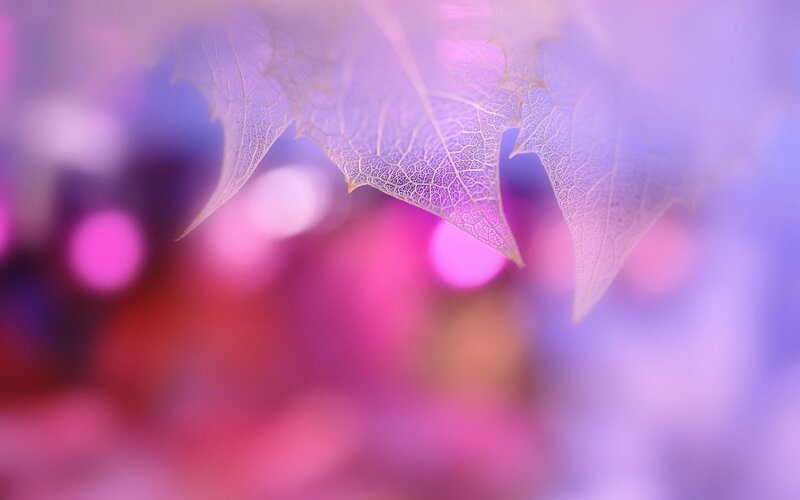 Translucent Leaf Veins — Purple, Dreamy