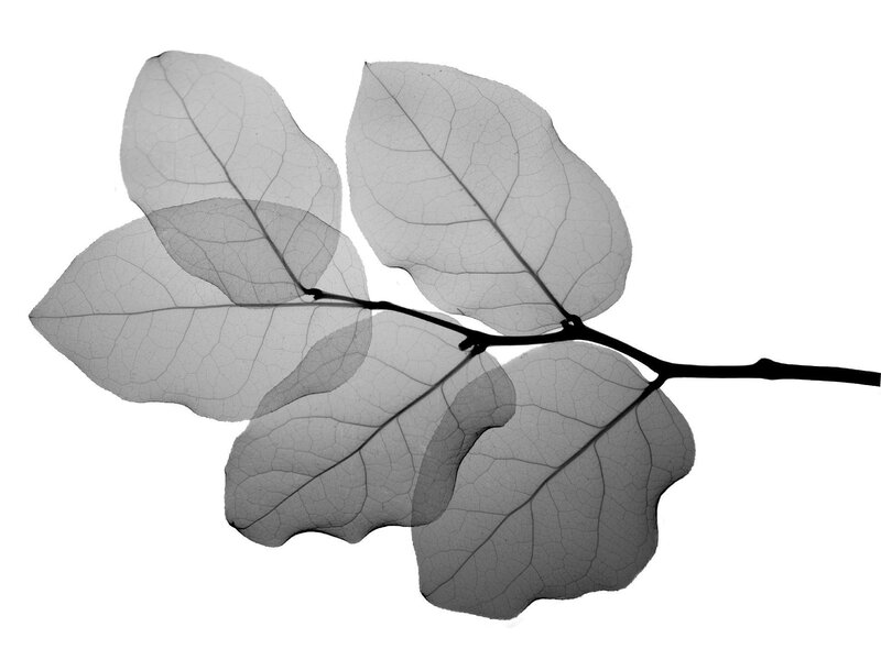translucent leaf veins