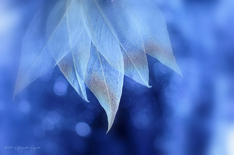 Translucent Leaves — Blue