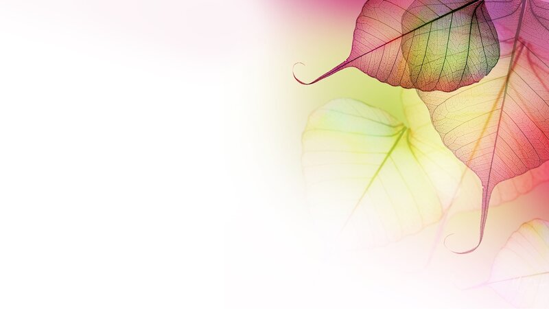 Translucent Leaves — Pink