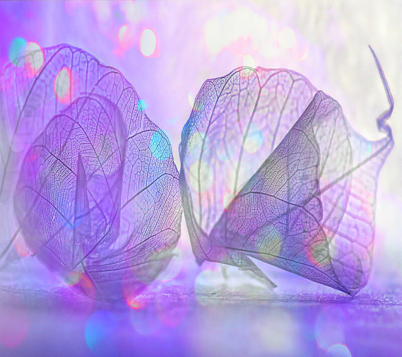 Translucent Leaves