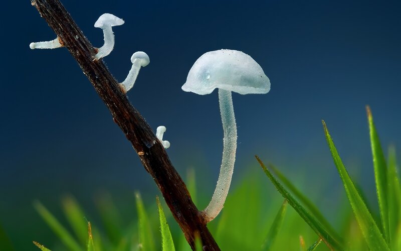 Translucent mushrooms on a branch