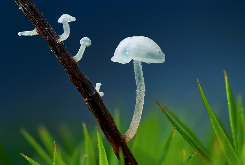Translucent mushrooms on a twig