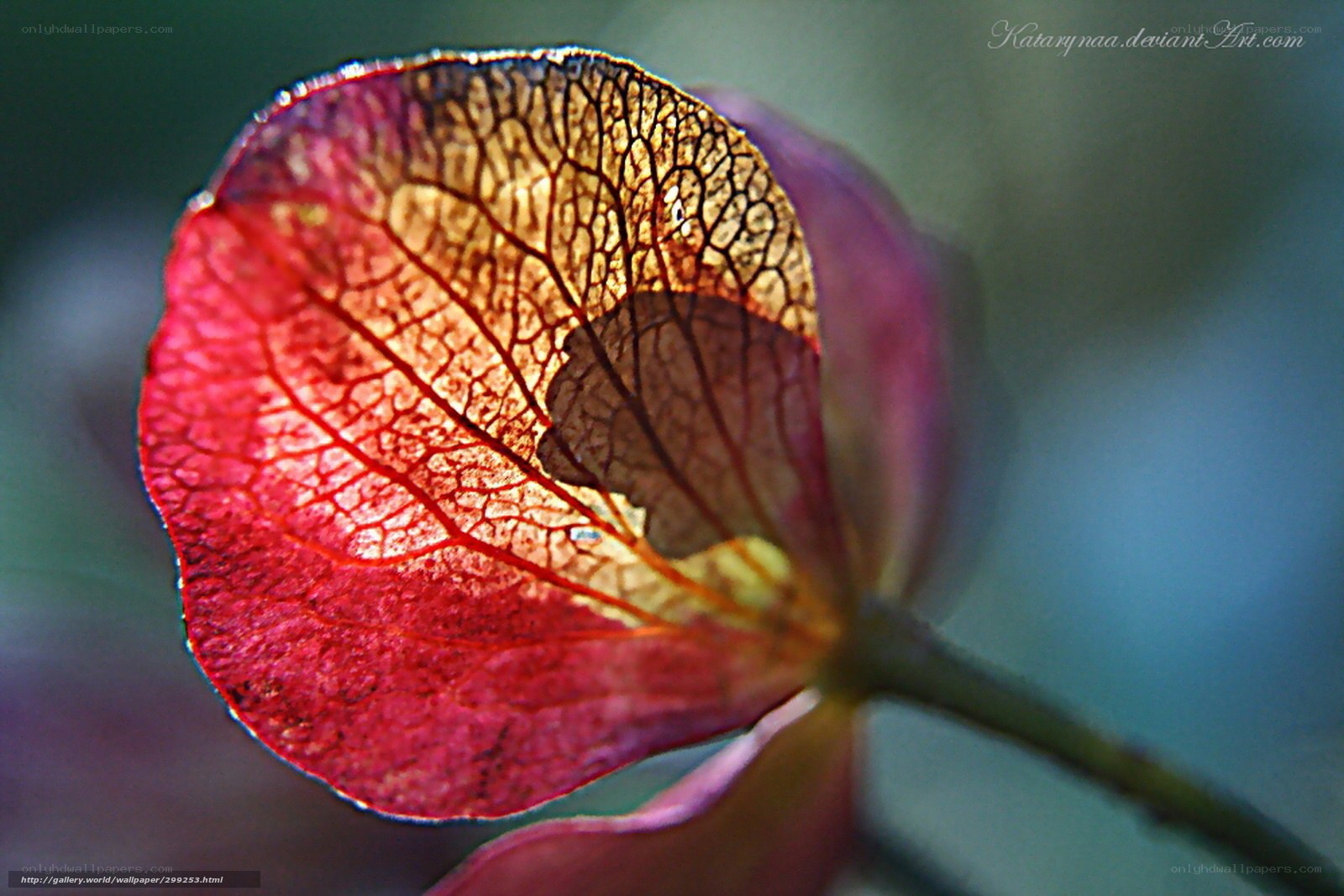Translucent red leaf with veins