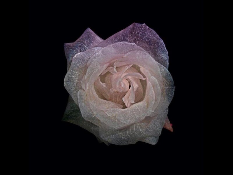 Translucent Rose Flower