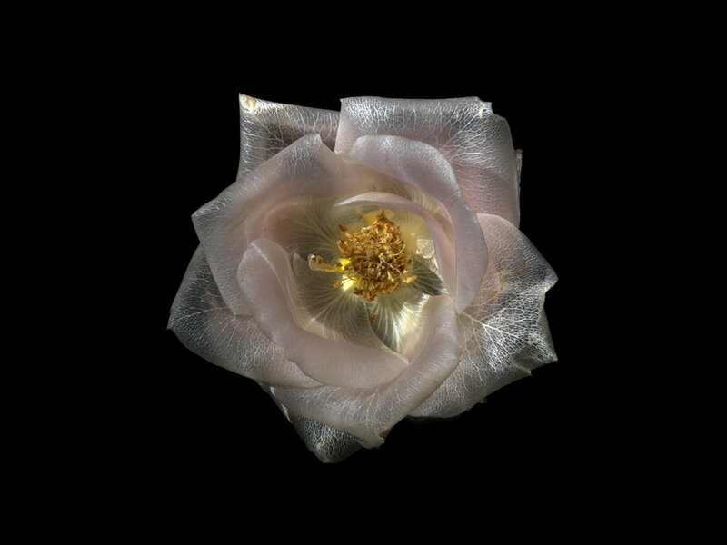 Translucent Rose Flower — White