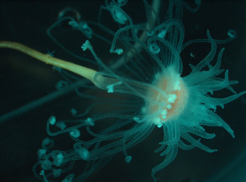 Translucent Sea Anemone