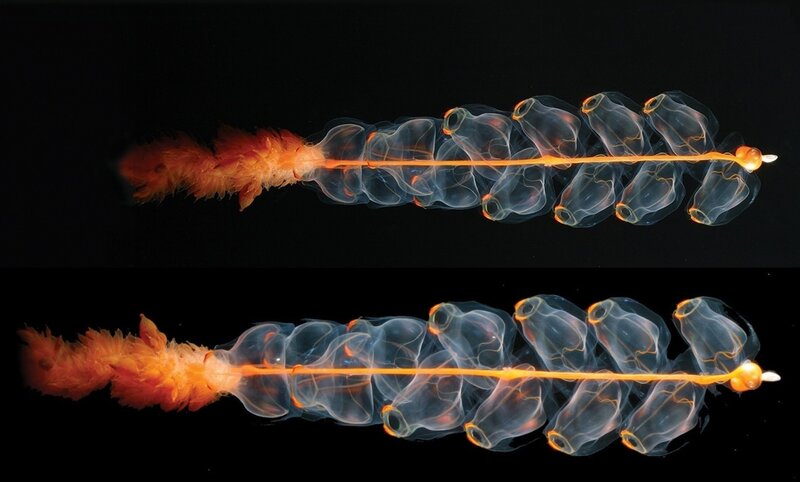 Translucent Sea Creature — Black