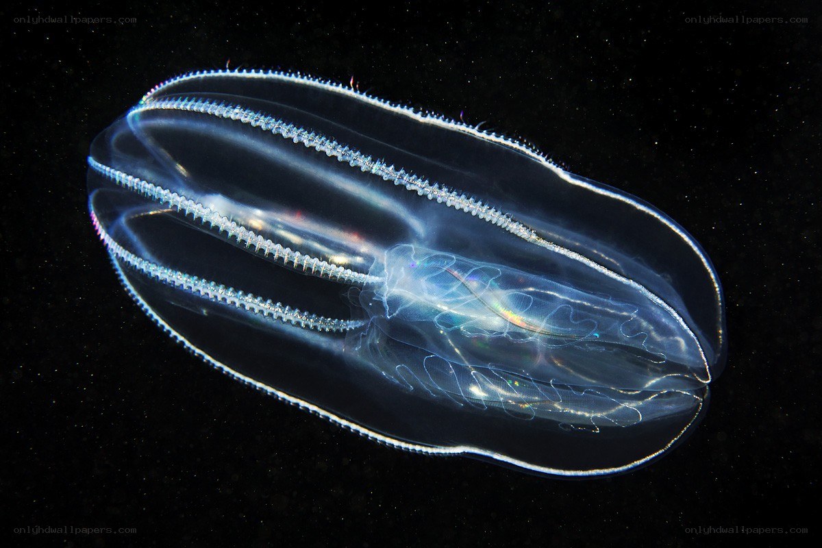 Translucent sea creature in dark water