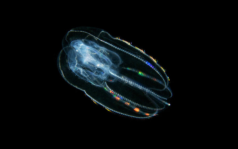 Translucent sea creature