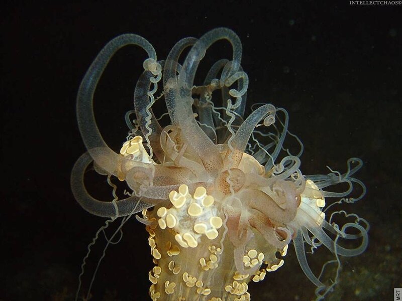 Translucent sea creature with tentacles