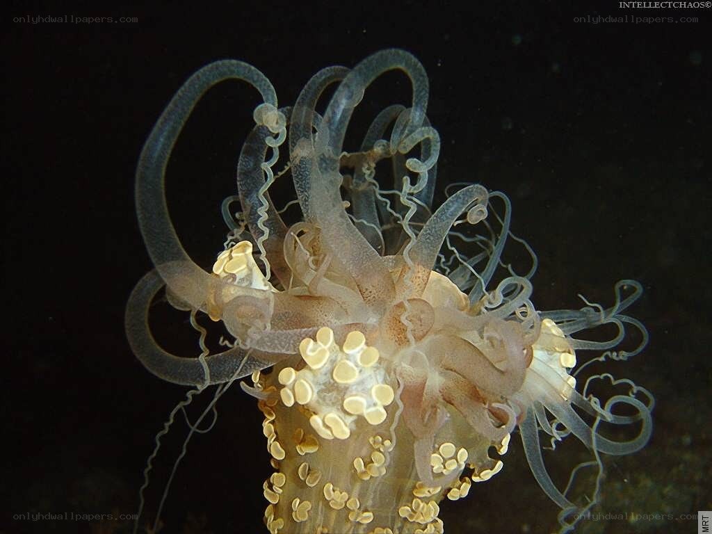 Translucent sea creature with tentacles