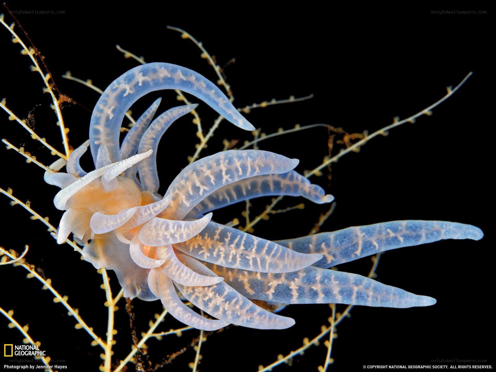Translucent sea slug on coral