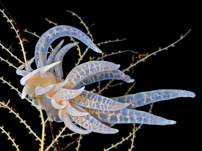 Translucent Sea Slug