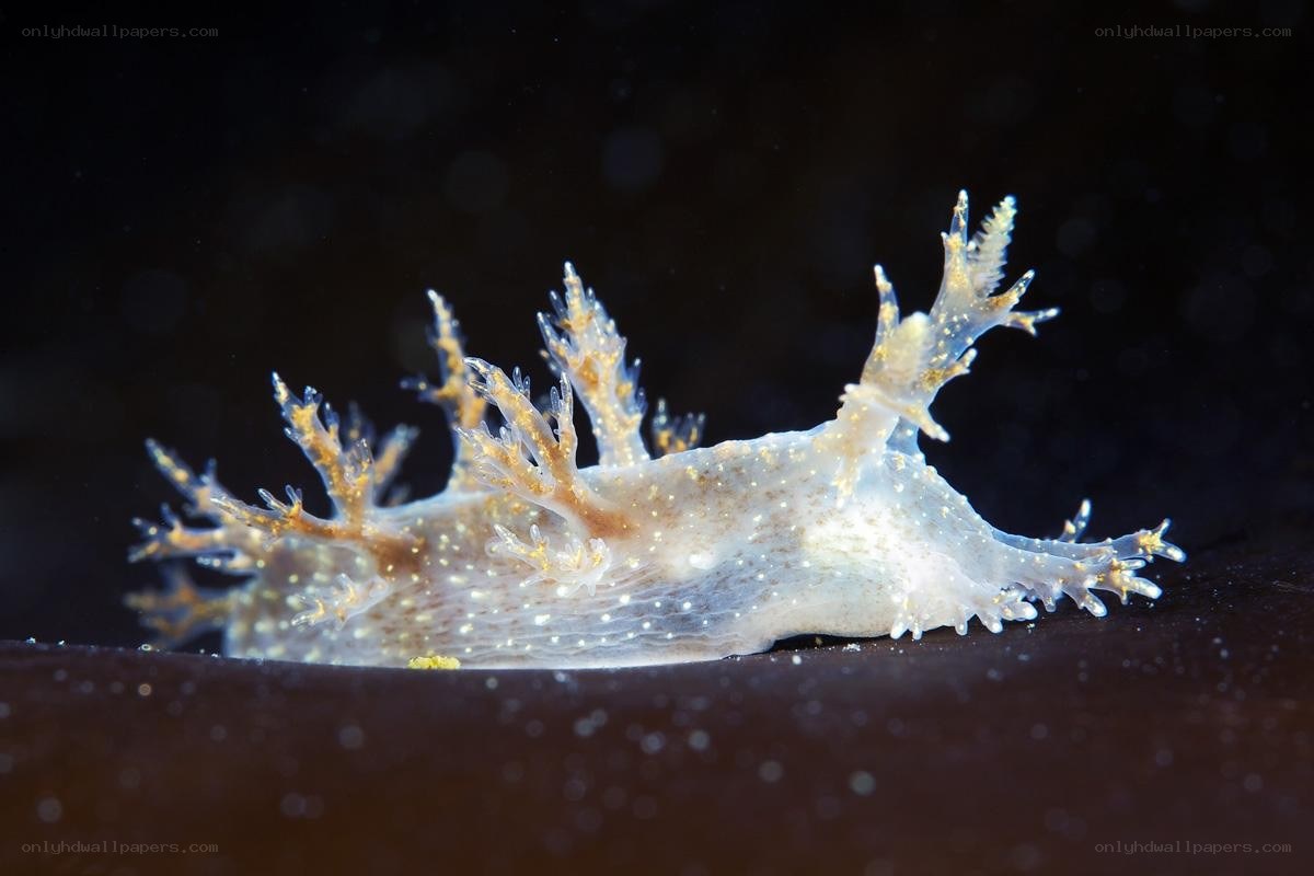 Translucent sea slug with feathery appendages