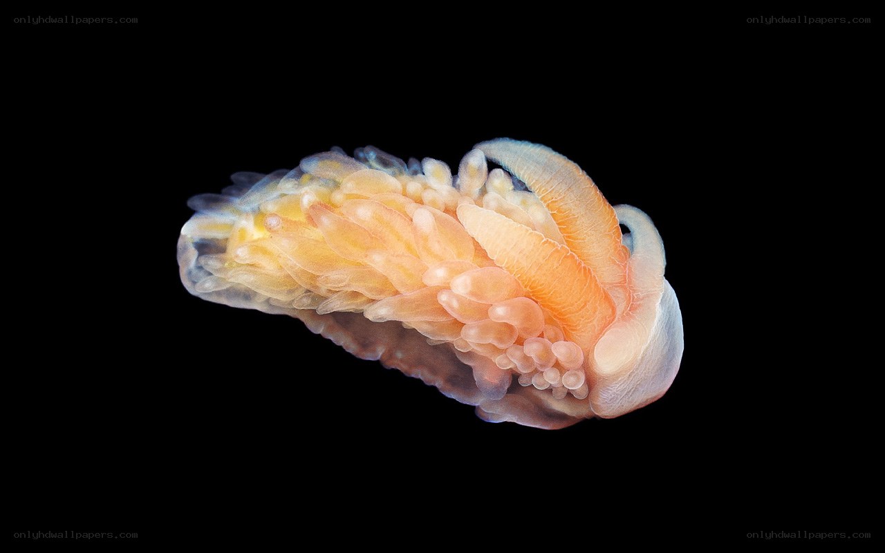 Translucent sea slug with feathery appendages